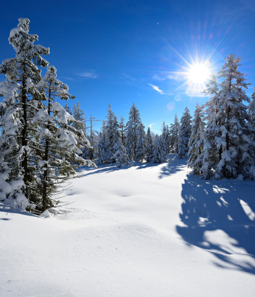 冬季景观背光的太阳，云杉森林在雪图片下载