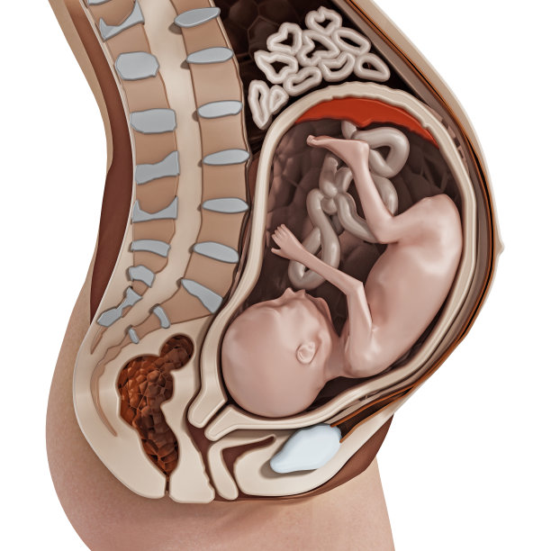 孕妇解剖学与胎儿(临产)图片下载