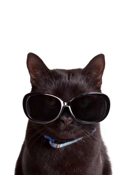 戴墨镜的黑猫图片下载