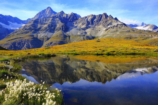 湖面倒映着瑞士的阿尔卑斯山，棉花野花田，泽马特图片下载