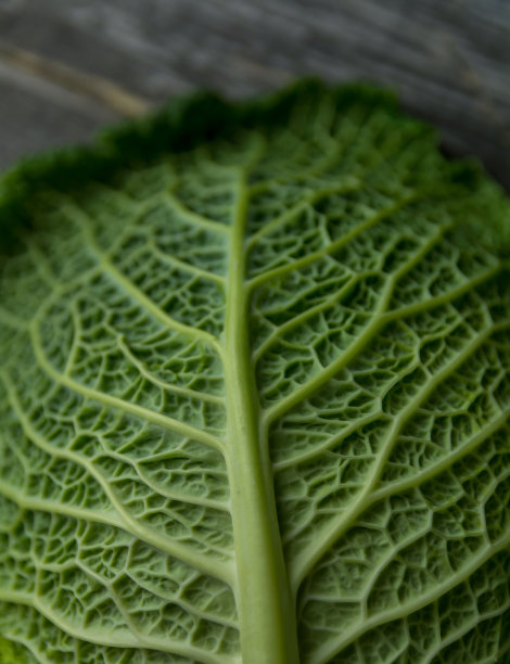 萨伏伊卷心菜的叶子图片下载