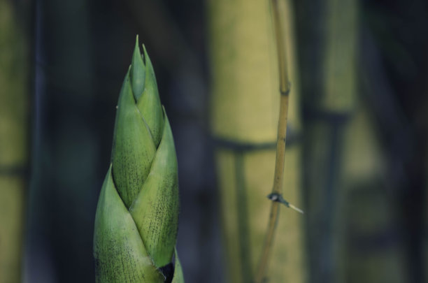 鲜绿竹笋图片下载