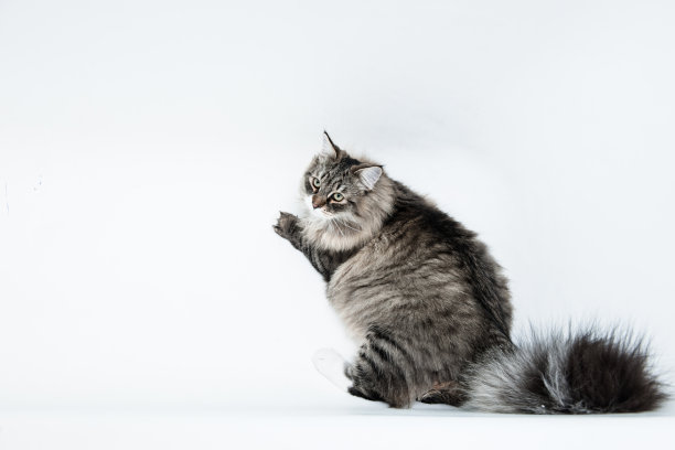 白色背景下的西伯利亚森林猫图片下载