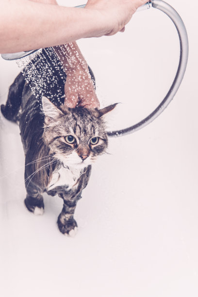 西伯利亚森林猫正在洗澡图片下载