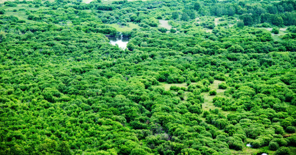 湿地景观图片下载