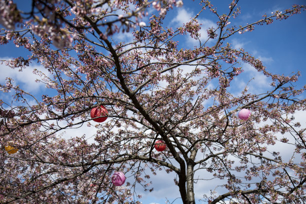 哥德堡的樱桃树图片下载