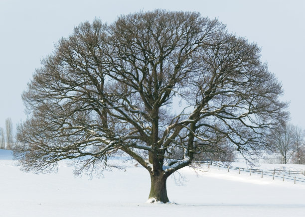 冬天，一棵孤零零的老橡树图片下载