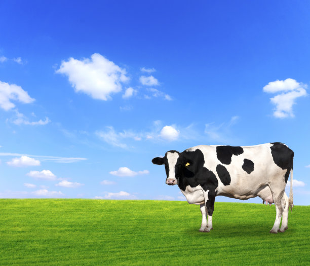 草地上的牛素材图片