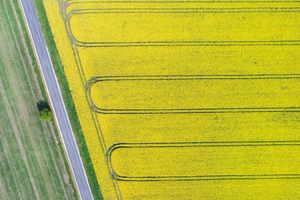 从上面看油菜田图片下载