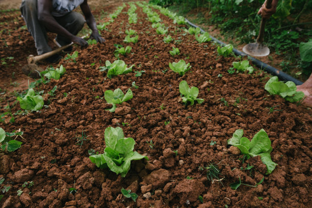 自制生菜菜园图片下载
