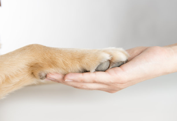 握着狗爪的女人素材图片