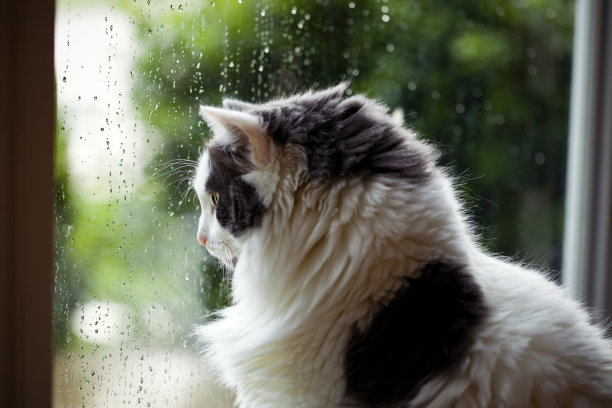 被困在里面的雨天猫图片下载