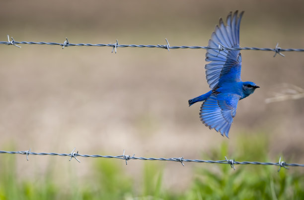 山蓝知更鸟素材图片