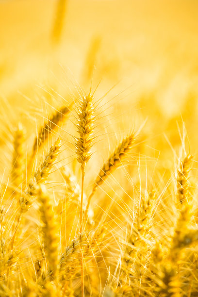 小麦照片素材ID：153135688