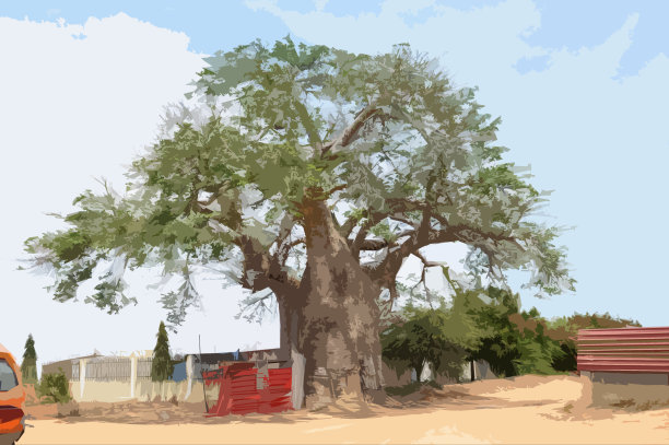 猴面包树树图片下载