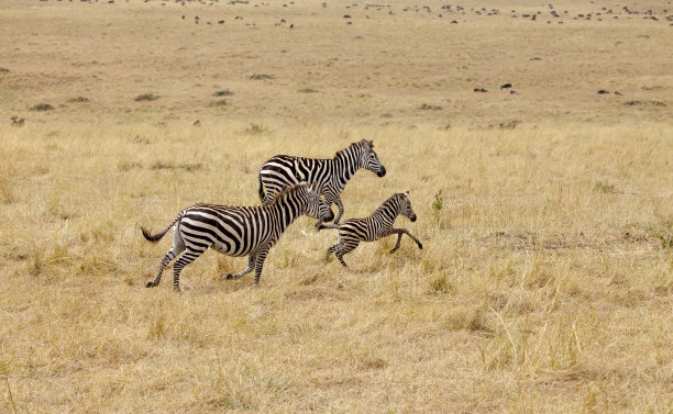 斑马家族素材图片