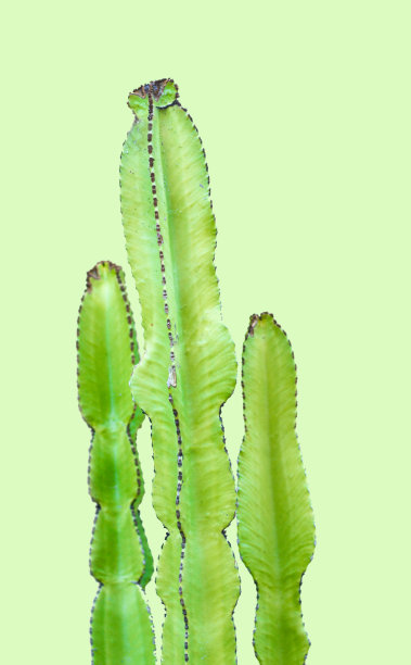 Candelabra树仙人掌(大戟)和绿墙图片下载