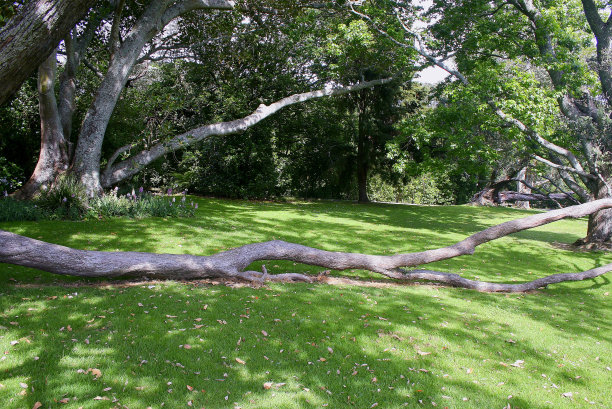 奥克兰公共公园，田园诗般的林地花园，春天的景观，北国地区，新西兰北部全景图片下载