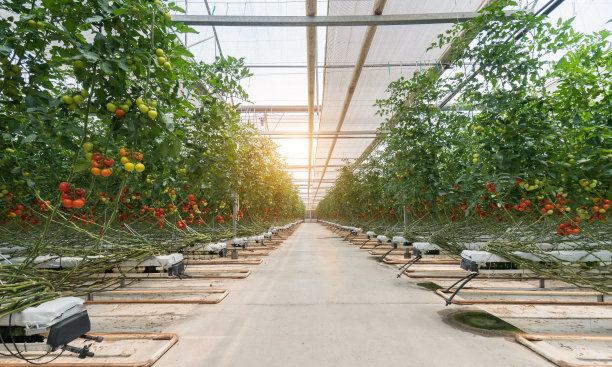 在温室里成熟的番茄图片下载