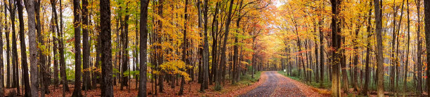 宾夕法尼亚州的森林,秋天图片下载