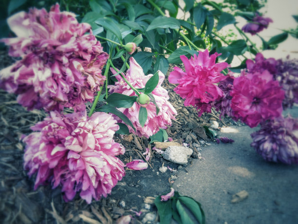 花园里的粉红牡丹图片下载