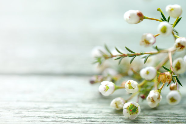 木制背景上美丽的花石南素材图片