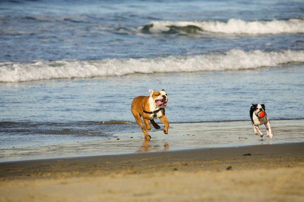 海岸犬类场景-斗牛犬图片下载