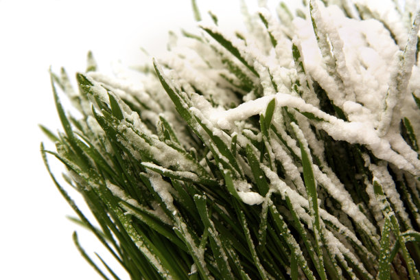 雪在草地上图片下载