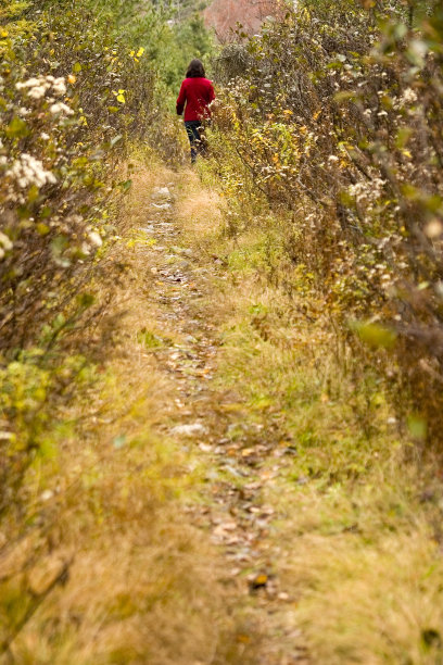 林中漫步图片下载