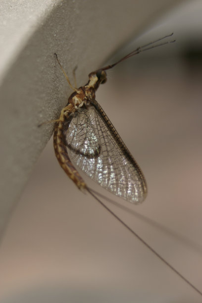 可能飞2图片下载