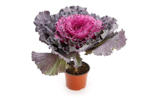 装饰白菜在花盆里图片下载