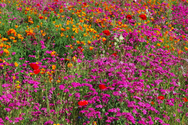 草地上五颜六色的野花图片下载