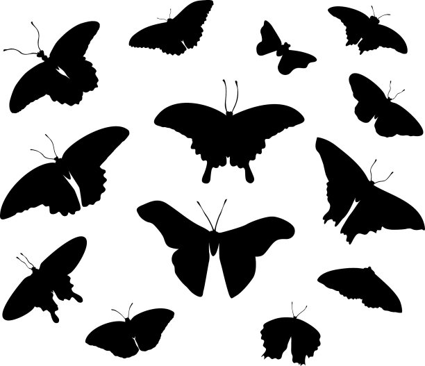 蝴蝶组二世图片下载