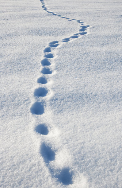 雪地上的动物脚印图片下载