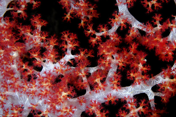 海扇软珊瑚图片下载