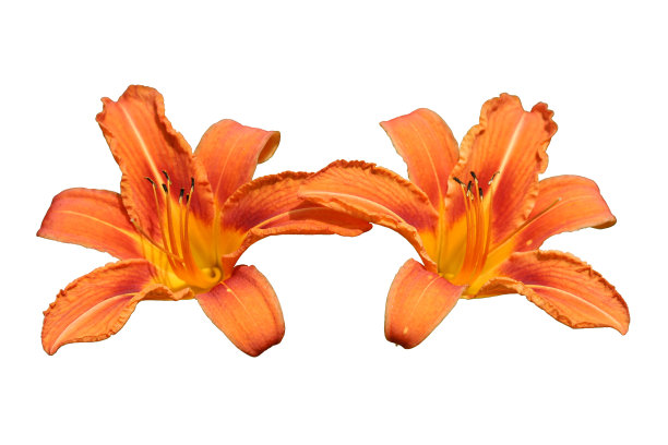 橙色百合孤立在白色上图片下载