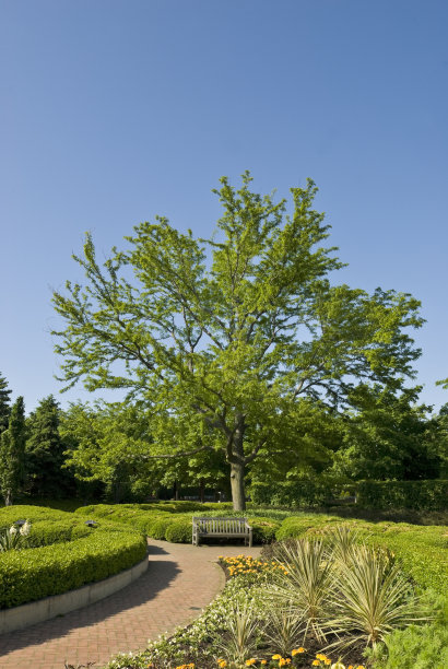花园里有树和长凳图片下载