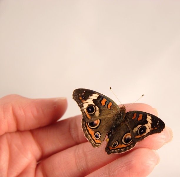 蝴蝶的颜色图片下载