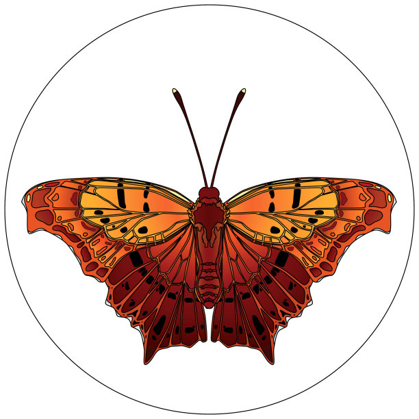 昆虫设计11图片下载