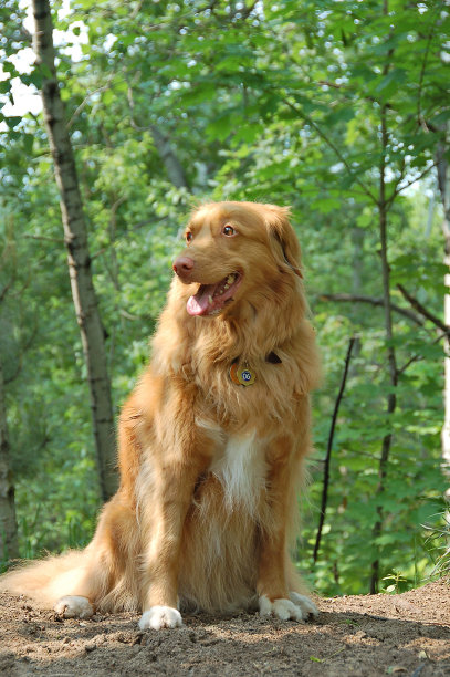 新斯科舍省鸣叫猎犬正在散步。图片下载