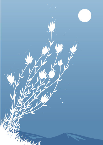 晚上花图片下载