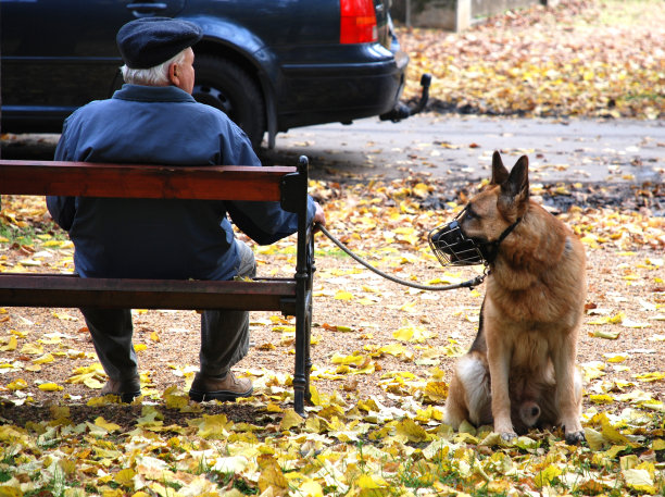 一个人和他的德国牧羊犬在休息图片下载