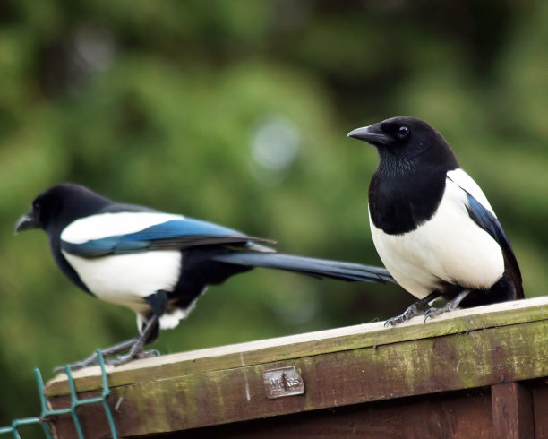 喜鹊（Pica-pica）图片下载