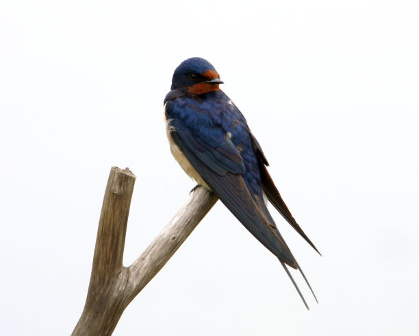 燕子(Hirundo rustica)素材图片