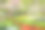 花园花# 44 XXXL图片下载
