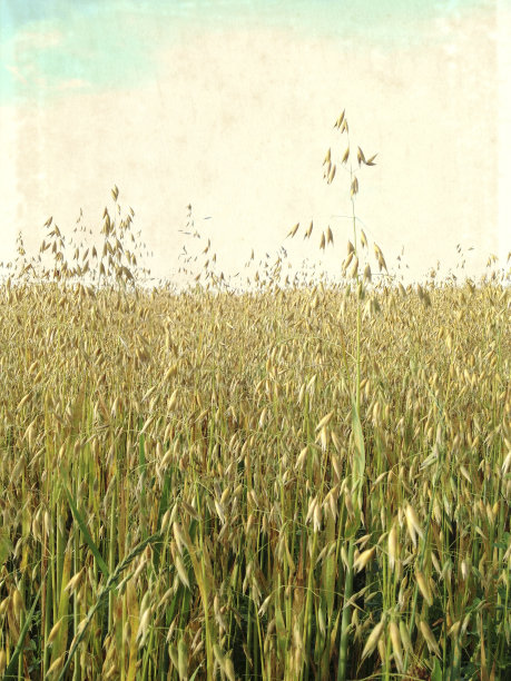 Oat领域图片下载