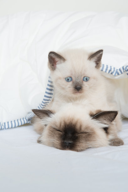 时间玩图片下载