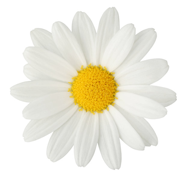 黛西孤立图片下载