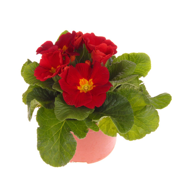 月见草图片下载