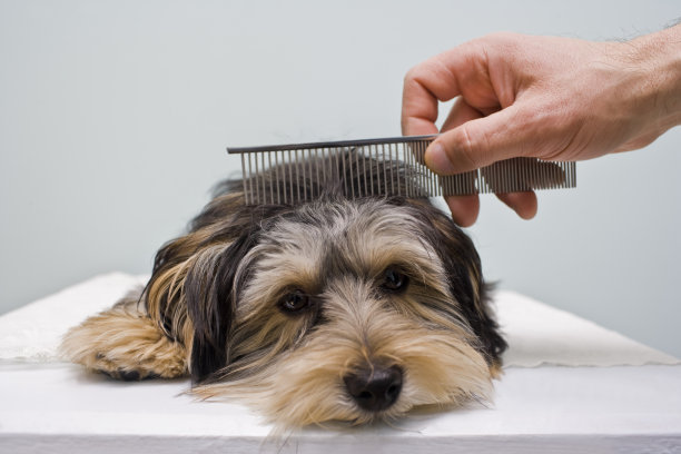 用梳子梳理狗图片下载